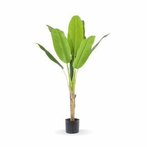 Planta Tropical Elegância