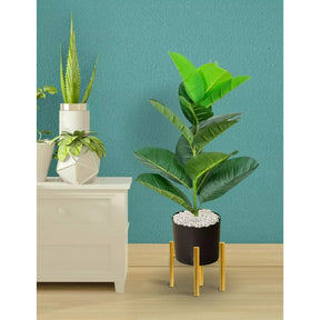 Planta Folha Tropical