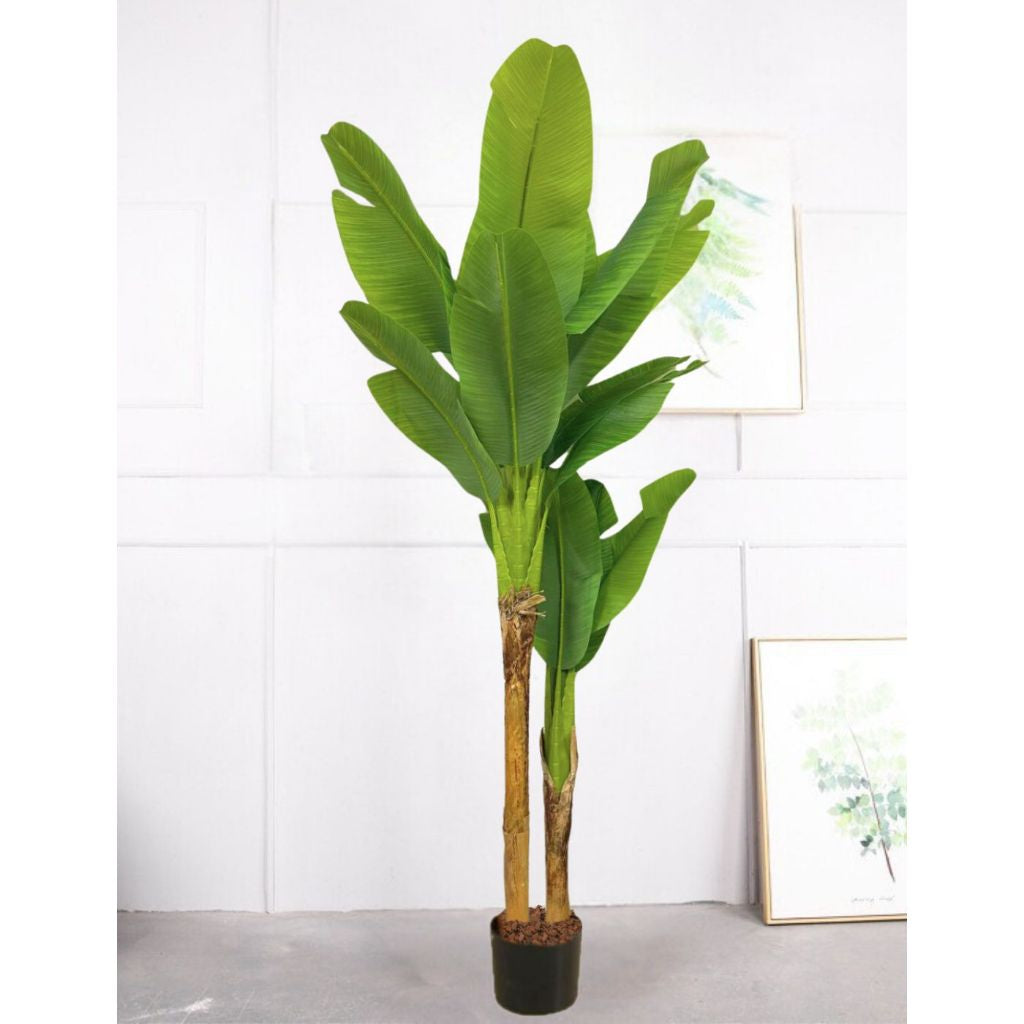 Planta Bananeira Suprema