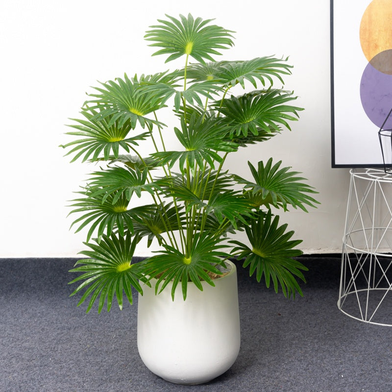Planta Palmeira Paraíso