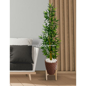 Planta Bambu Serenidade