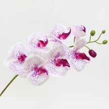 Orquídea  Butterfly II